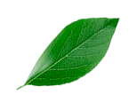 Folha de colágeno vegano