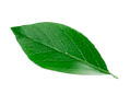 Folha de colágeno vegano
